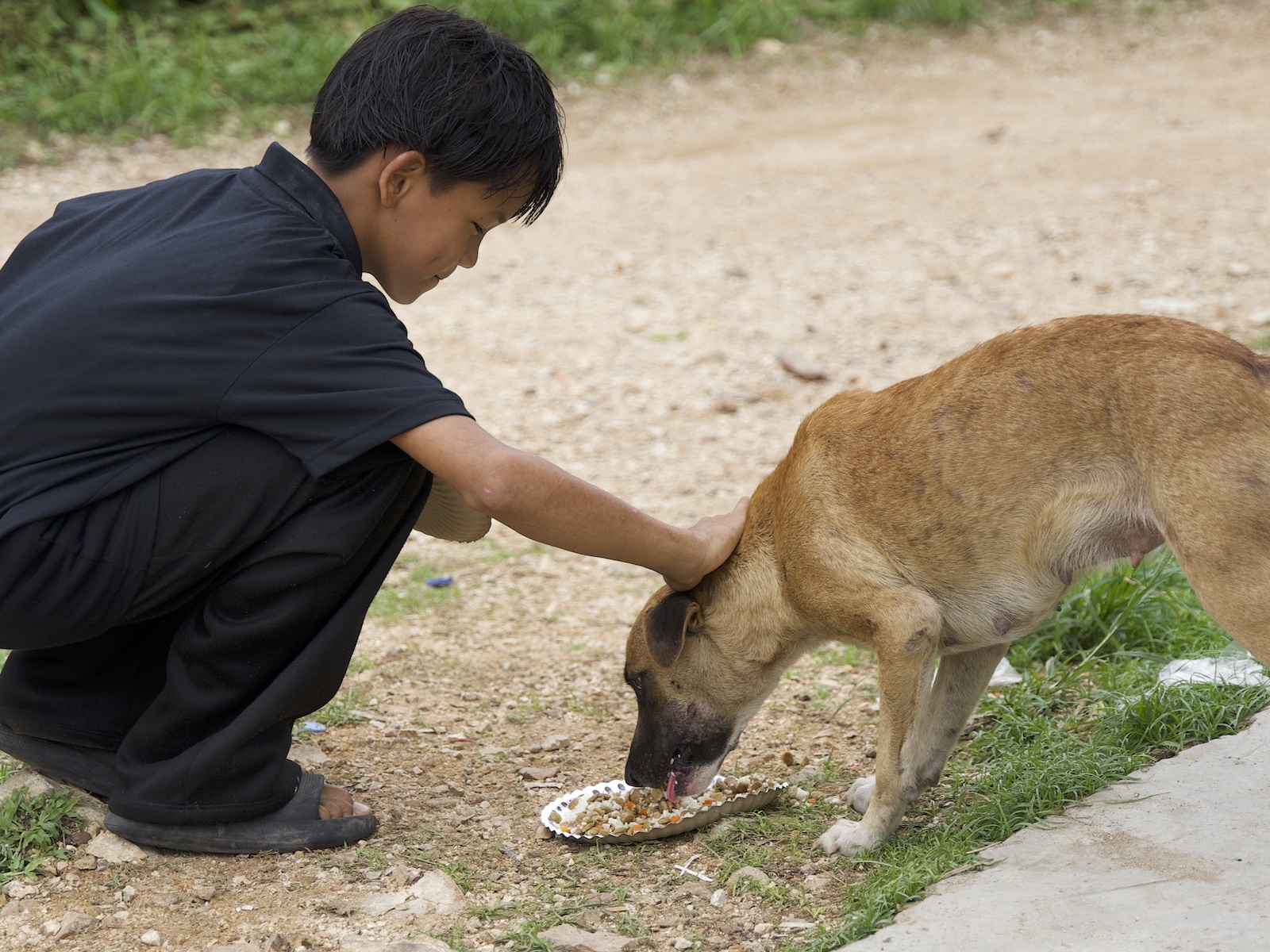 Stray Feeding Program